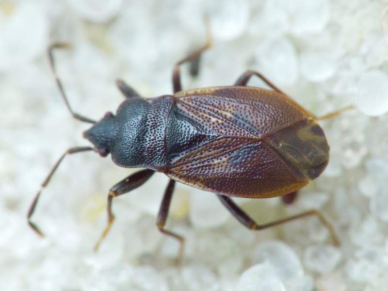 Drymus (Sylvadrymus) brunneus (R.F. Sahlberg, 1848)